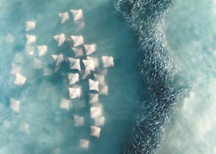 Veja os vencedores da competição internacional de fotógrafo aéreo do ano: fotos