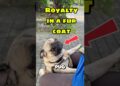 Puglicious Furry Royalty!