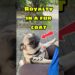 Puglicious Furry Royalty!