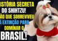 Shitzu: O Que a Realeza Chinesa Escondia? 5 Segredos Surpreendentes Sobre a Raça Shih Tzu!