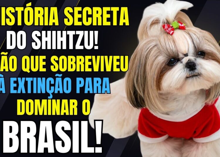 Shitzu: O Que a Realeza Chinesa Escondia? 5 Segredos Surpreendentes Sobre a Raça Shih Tzu!