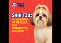 Shih Tzu: o cãozinho da realeza que conquistou o mundo!!