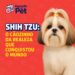 Shih Tzu: o cãozinho da realeza que conquistou o mundo!!