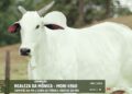 LOTE 08   REALEZA DA MÔNICA   MONI 4960