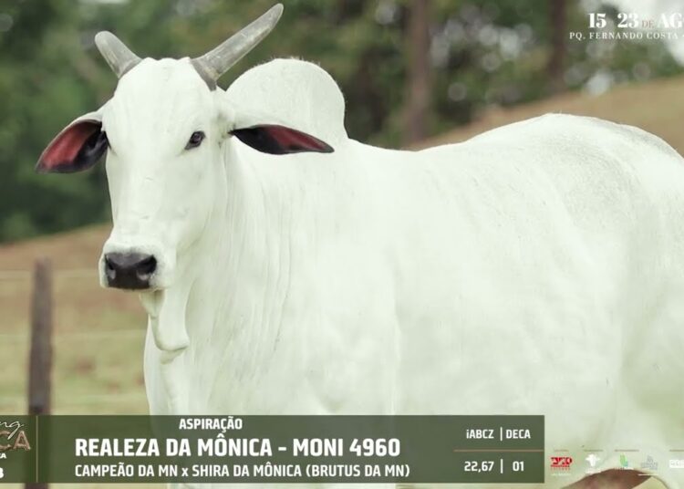 LOTE 08   REALEZA DA MÔNICA   MONI 4960