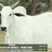 LOTE 08 REALEZA DA MÔNICA MONI 4960