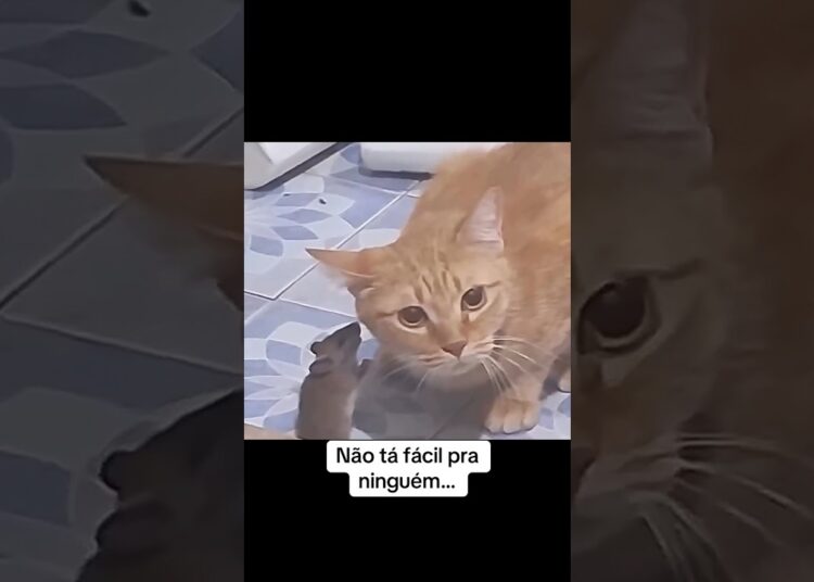 #fofoca #fofocas #viral #felca #felcaedit #petsfofinhos
