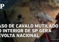Caso de cavalo mutilado no interior de SP gera revolta nacional e revolta celebridades