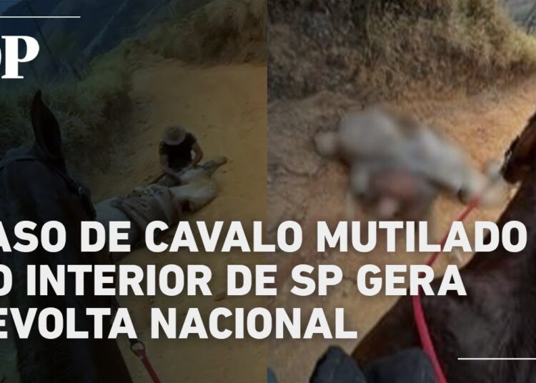 Caso de cavalo mutilado no interior de SP gera revolta nacional e revolta celebridades