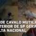Caso de cavalo mutilado no interior de SP gera revolta nacional e revolta celebridades