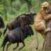 Rainhas da Natureza: Realeza do Reino Animal Mortal #animaisselvagens