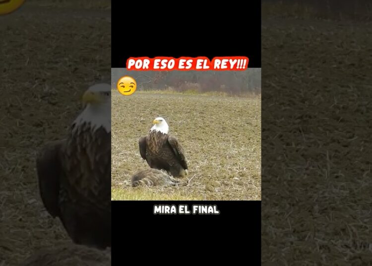 cuando llega realeza y exige botín 🤫 #aguila #halcón #vidasalvaje