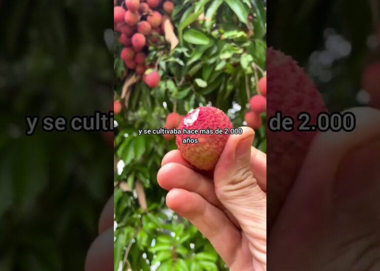Fruta milenaria de la realeza