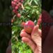 Fruta milenaria de la realeza
