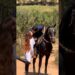 Quem aí gosta de andar a cavalo? #aruivadaroça #casal #roça #cavalo