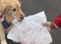 A franquia de filmes 'Air Bud' lança a pesquisa nacional pelo próximo 'amigo'