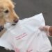 A franquia de filmes 'Air Bud' lança a pesquisa nacional pelo próximo 'amigo'
