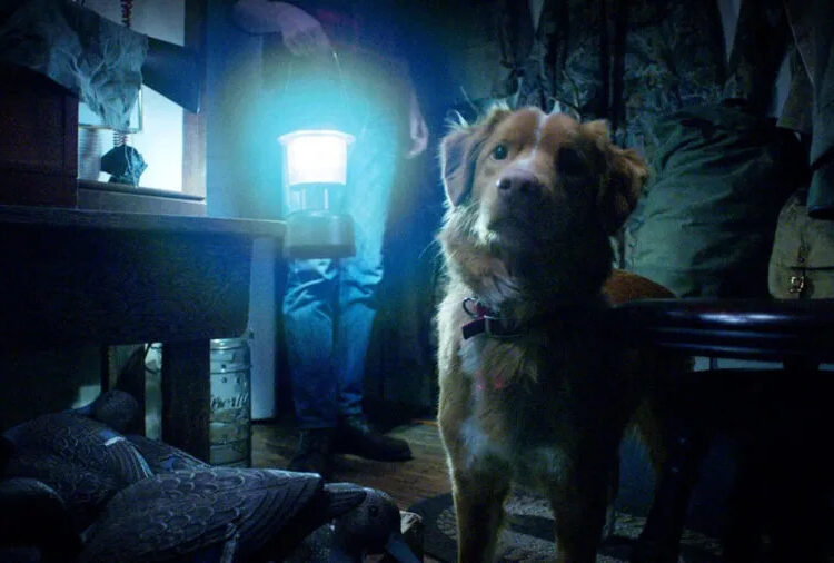 A melhor ideia de filme de terror de 2025 é tudo sobre um cachorro