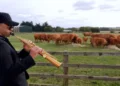 A tendência de Tiktok de agricultores tocando música jazz para vacas realmente funciona?