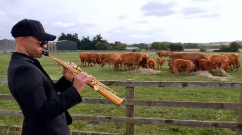 A tendência de Tiktok de agricultores tocando música jazz para vacas realmente funciona?