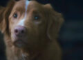 Aquele novo filme de terror viral que nos preocupou se o cachorro morre acabou de receber boas notícias