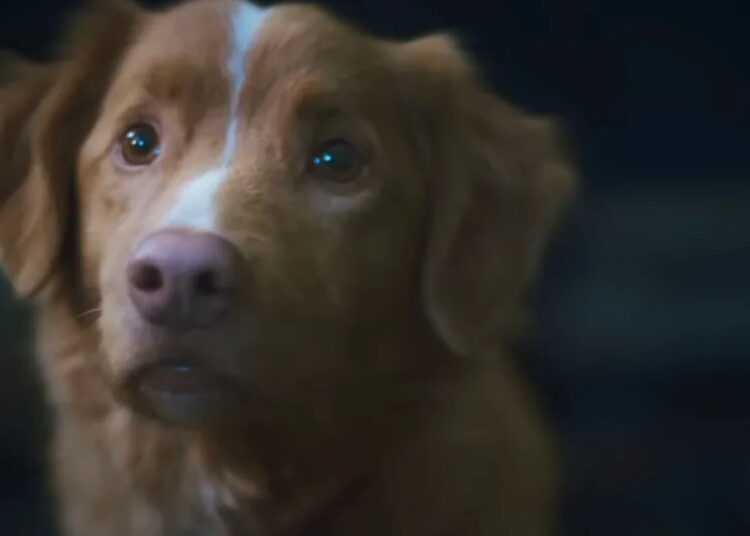 Aquele novo filme de terror viral que nos preocupou se o cachorro morre acabou de receber boas notícias