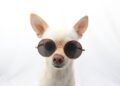 'Band Practice' da DOG Duo é o único concerto que precisamos neste verão