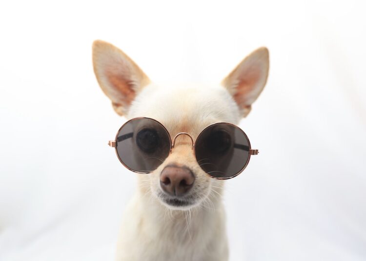 'Band Practice' da DOG Duo é o único concerto que precisamos neste verão