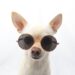 'Band Practice' da DOG Duo é o único concerto que precisamos neste verão