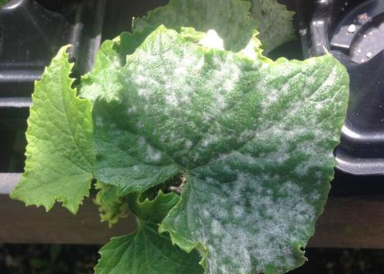 Dicas para pepinos em crescimento, vegetais de raiz