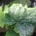 Dicas para pepinos em crescimento, vegetais de raiz