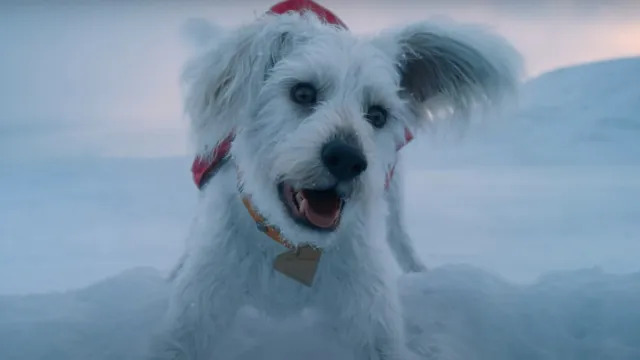 Krypto do Superman recebe 4 curtas -metragens, assista primeiro agora