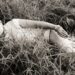 Melhor música da semana da Nova Zelândia: 11 a 17 de agosto