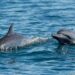 México proíbe shows de golfinhos em vitória histórica para o bem -estar animal