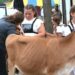 O entretenimento destaca os eventos na 125ª Feira do Condado de Somerset