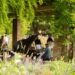 O novo local de música de São Francisco? Seu Jardim Botânico - Marin Independent Journal