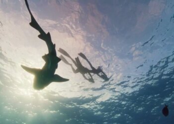 Revisão da TV: Shark! Águas infestadas de celebridades