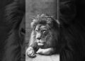They’re extinct in the wild | The Last Photo of the Barbary Lion by Marcelin Flandrin