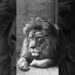 They’re extinct in the wild | The Last Photo of the Barbary Lion by Marcelin Flandrin