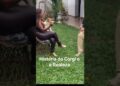 Historia do Corgi e a realeza Britânica,  contado por Richard Rasmussen e Lilian Son Pets #corgi