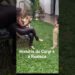 Historia do Corgi e a realeza Britânica,  contado por Richard Rasmussen e Lilian Son Pets #corgi