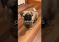 eles já foram cães da realeza🤯 #shorts #curiosidades