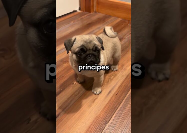 eles já foram cães da realeza🤯 #shorts #curiosidades