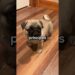 eles já foram cães da realeza🤯 #shorts #curiosidades