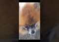 Sua realeza Charlie #shortsviral #petsfofinhos #pets #cachorro #modapet #cachorrosdivertidos