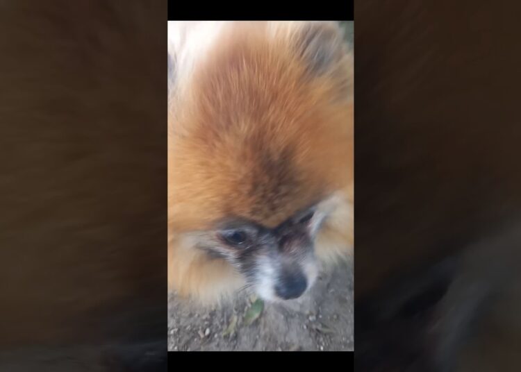 Sua realeza Charlie #shortsviral #petsfofinhos #pets #cachorro #modapet #cachorrosdivertidos