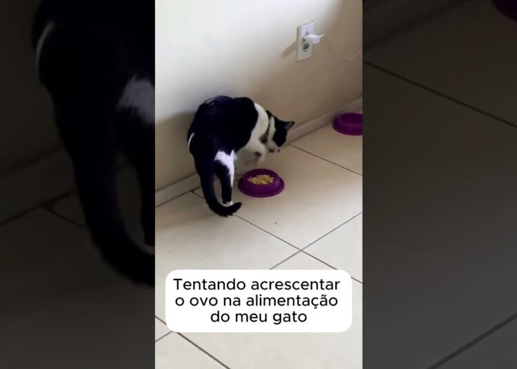 Difícil agradar o paladar da realeza #gatos #gatossendogatos