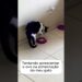 Difícil agradar o paladar da realeza #gatos #gatossendogatos