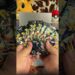 Abrindo uma box extremamente suspeita de Realeza Absoluta. #pokemon #pokemontcg #pokemoncards