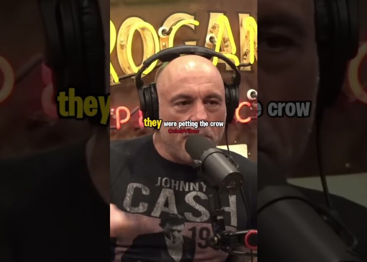 😎Joe Rogan😎 Having Crows As Pets